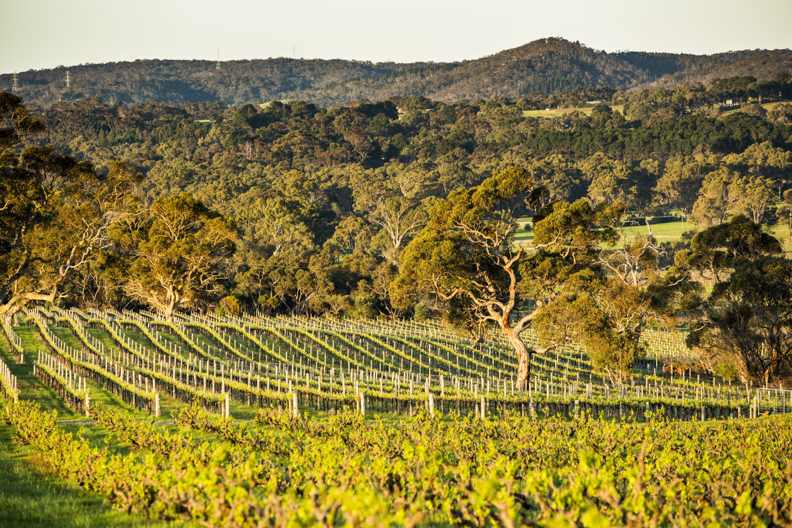 Southern Rhone comes to South Australia: How an old bush vine Grenache inspired Yangarra Estate Vineyard