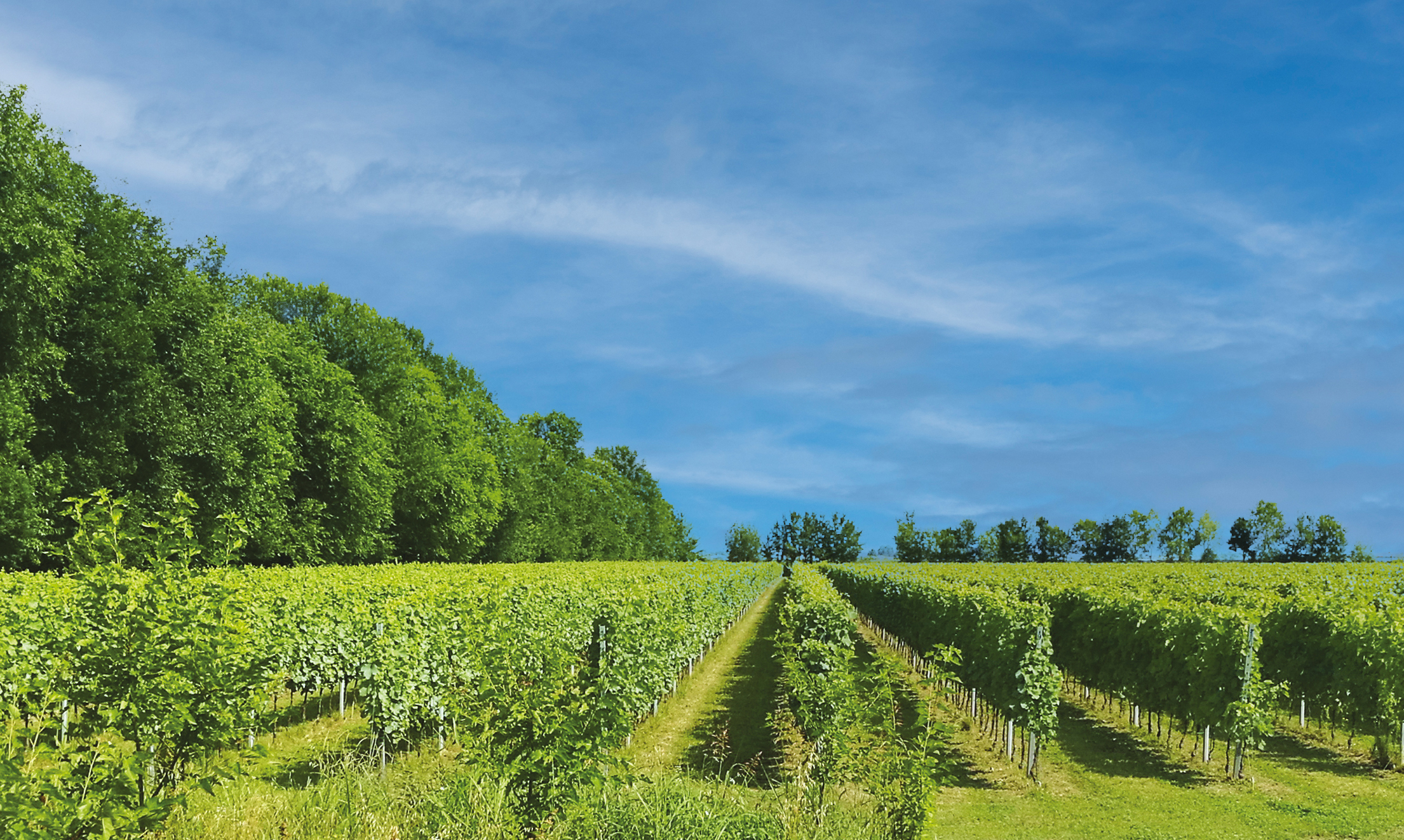 Le Carezze Organic Winery