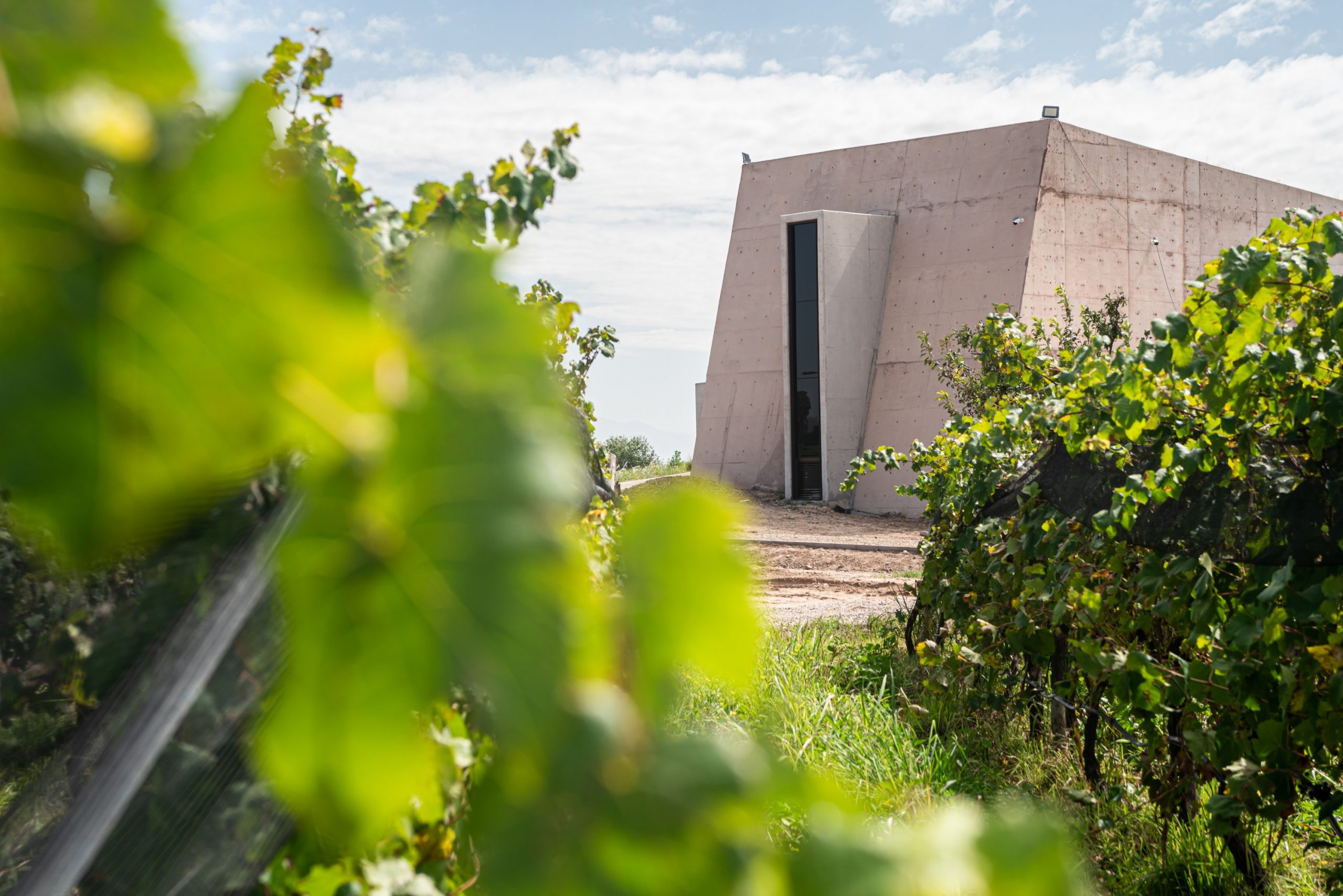 Alpamanta Winery: A Sustainable Legacy in Wine Tourism