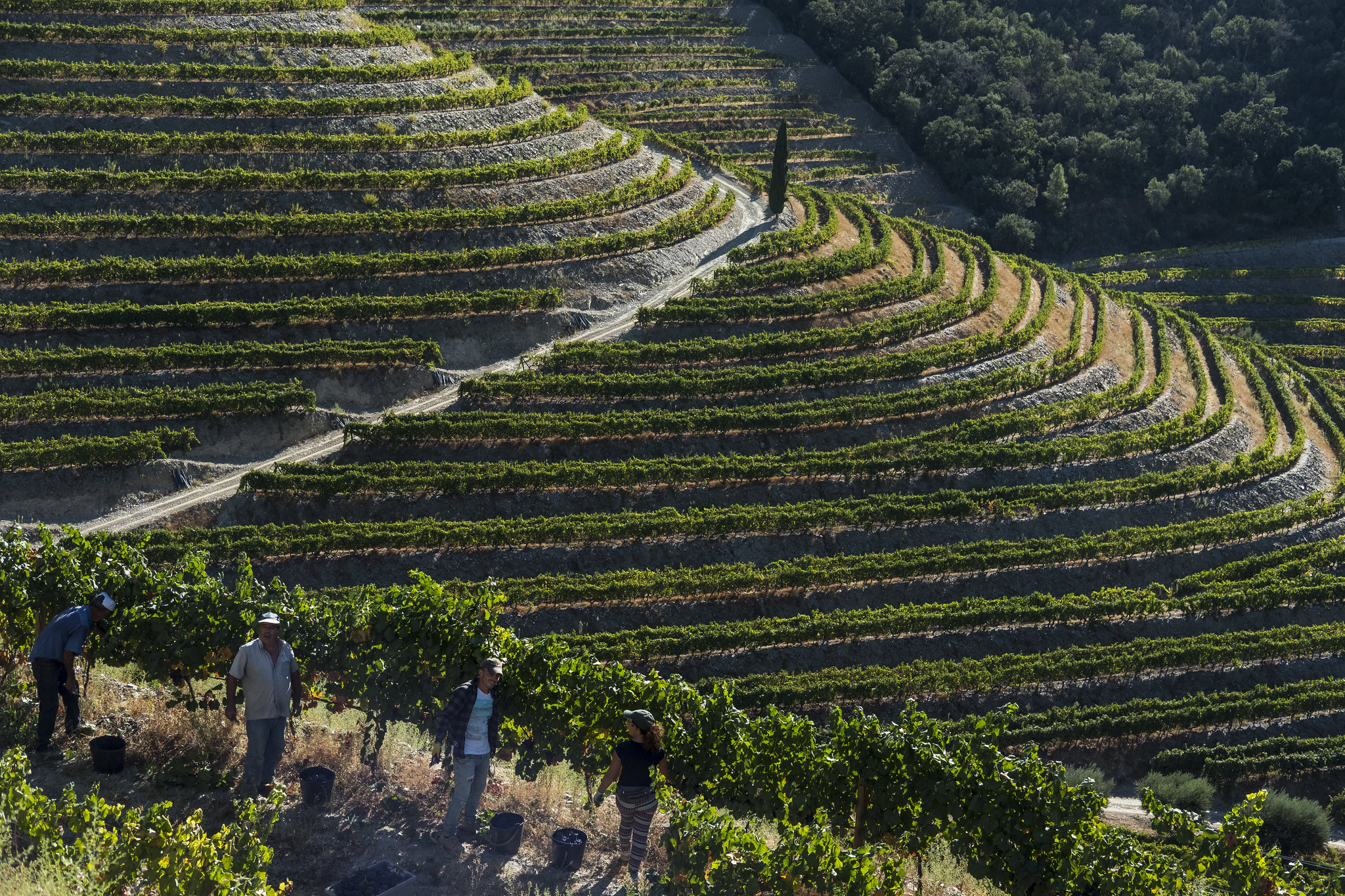 Wine for Good: promoting inclusion and community enhancement in Porto, Douro, and Vinhos Verdes