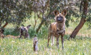African painted dog with wine bottle in grass