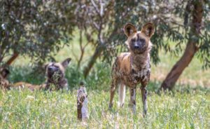 African painted dog with wine bottle in grass