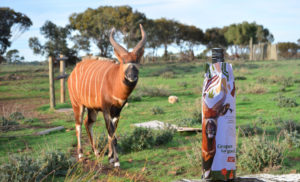 Bongo standing in safari grass with wine bottle in front