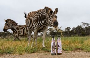 Zebra standing in long grass with two wine bottles in front