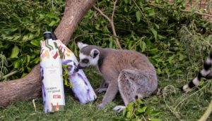 Lemur with wine bottle in grass