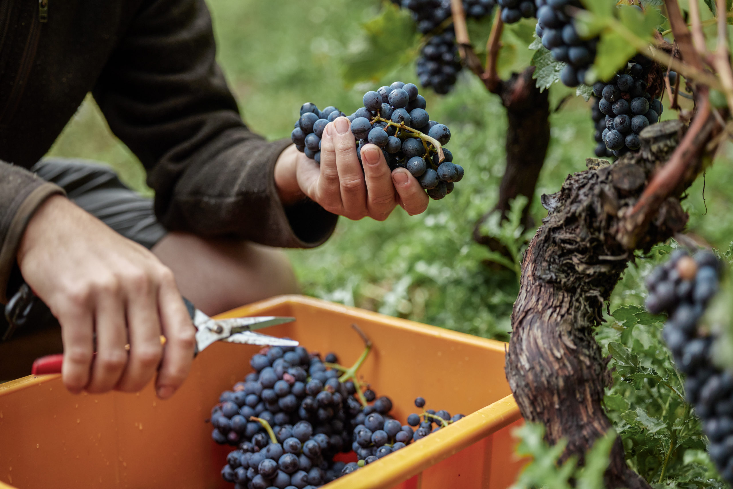Swiss winegrowers who will make a name for themselves