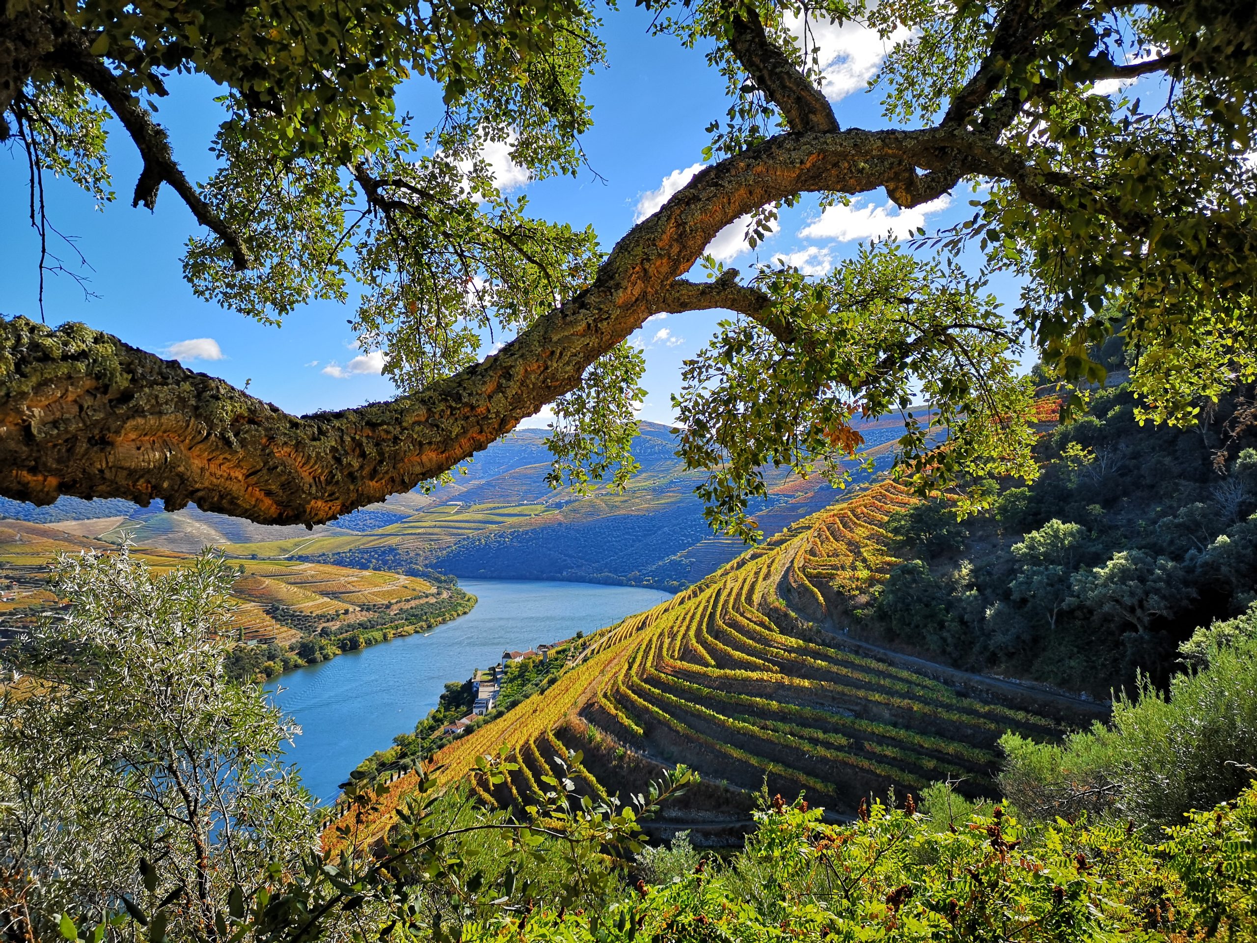 The amazing Douro Valley landscapes are the perfect setting for wineries