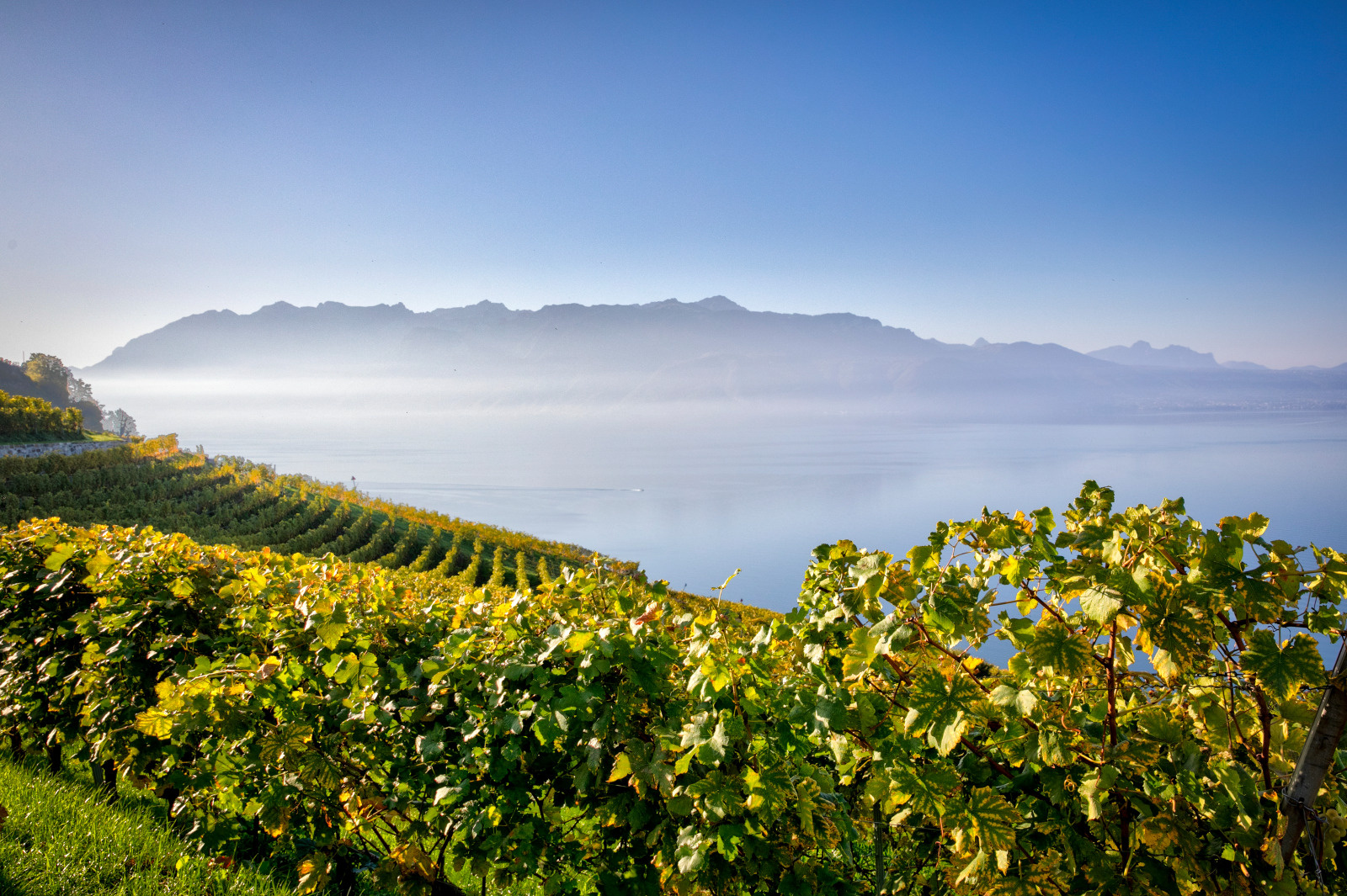Wines with a View: The Scenic Charm of Vaud ’ s Vineyards