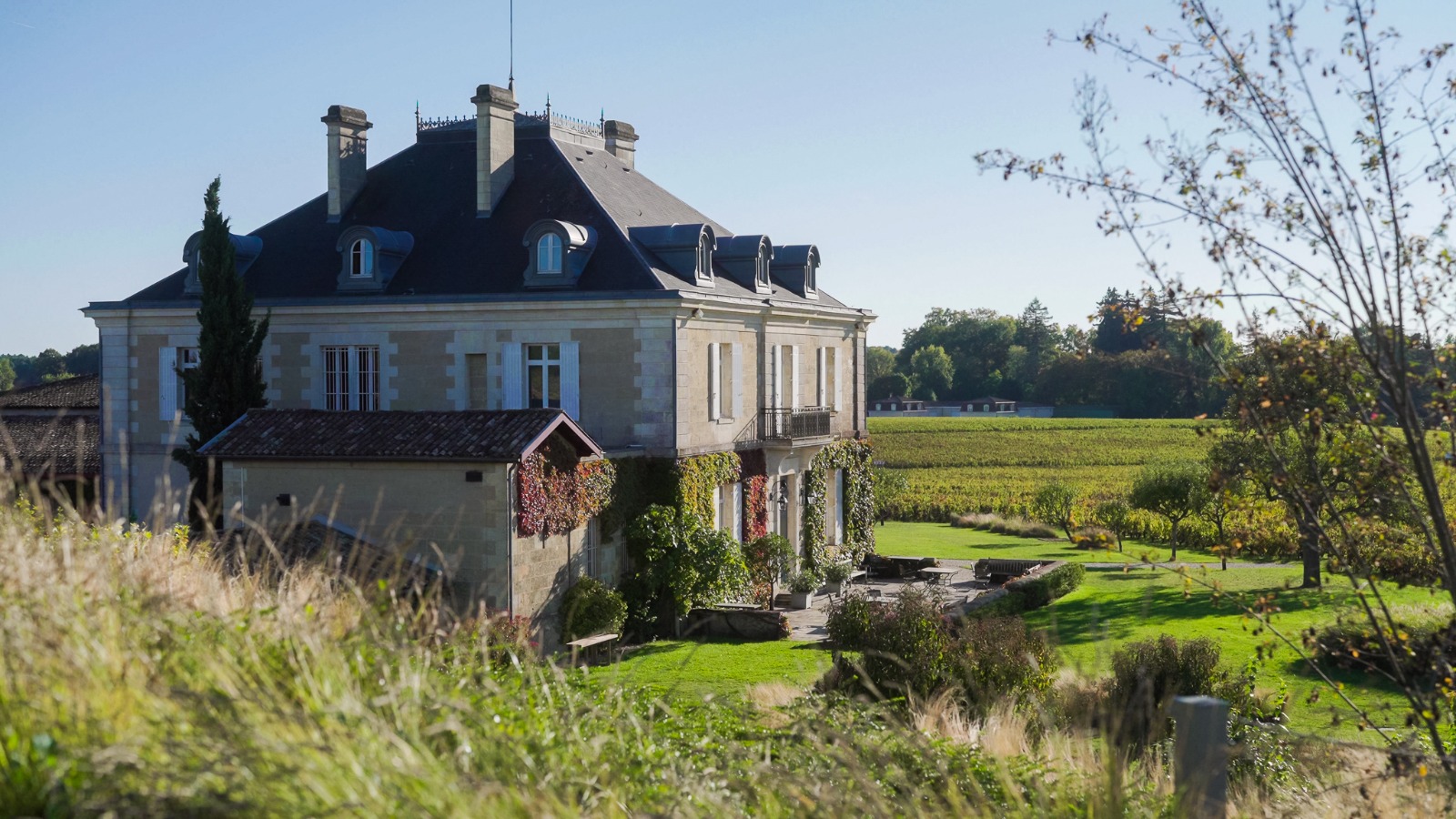 Bordeaux Vines with A View