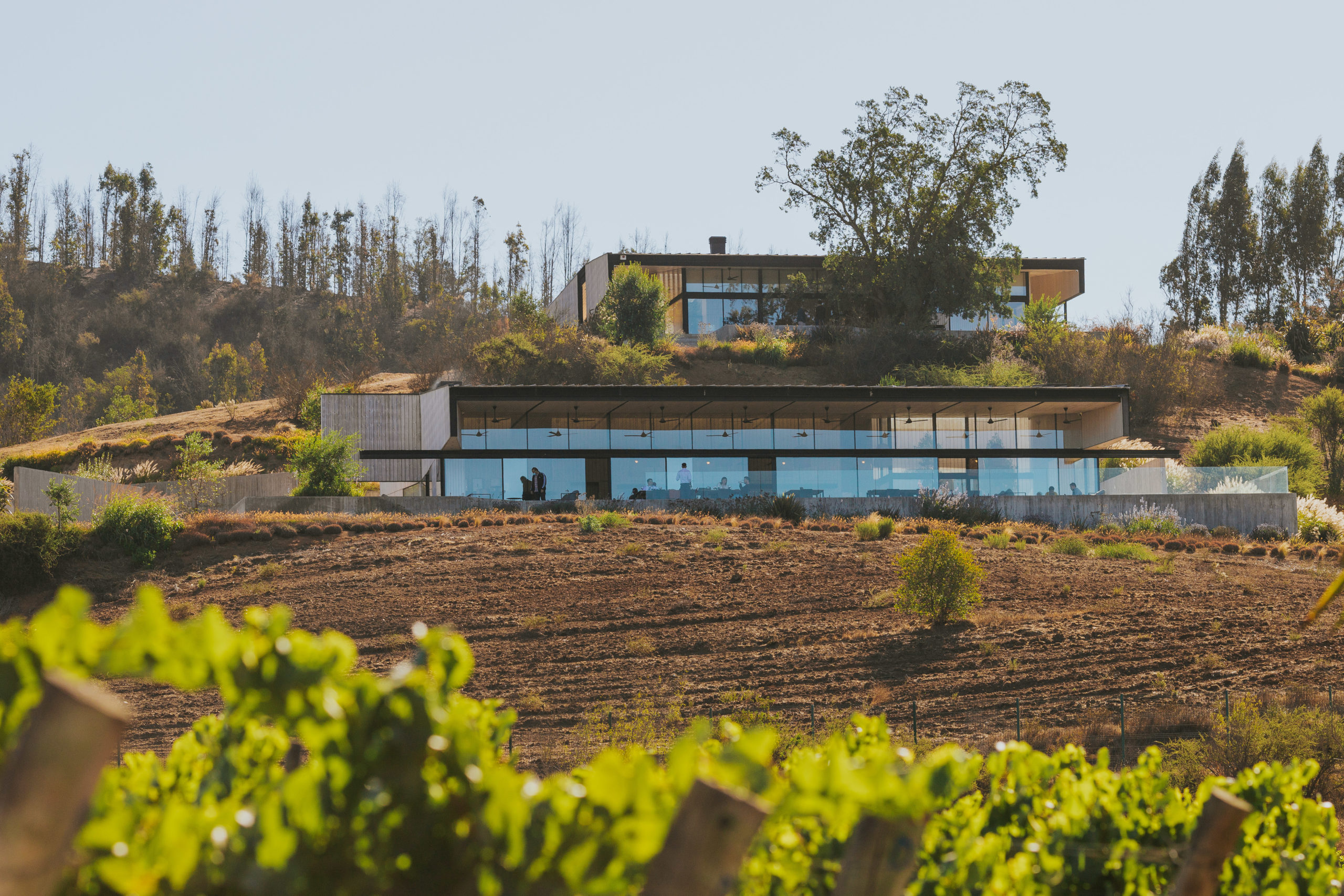Beyond the Pacific Breeze: Exploring Kingston Family Vineyards in Valparaíso