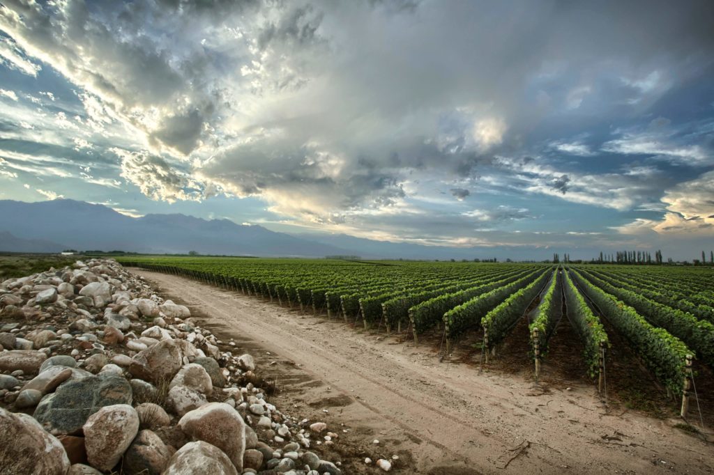 Zuccardi Vineyards
