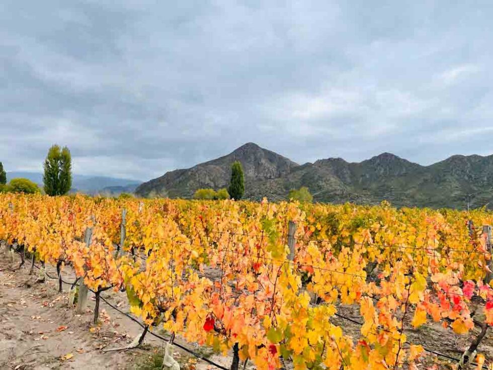 FALL IN LOVE WITH MENDOZA ON FOOT, BY BYKE OR ON HORSEBACK