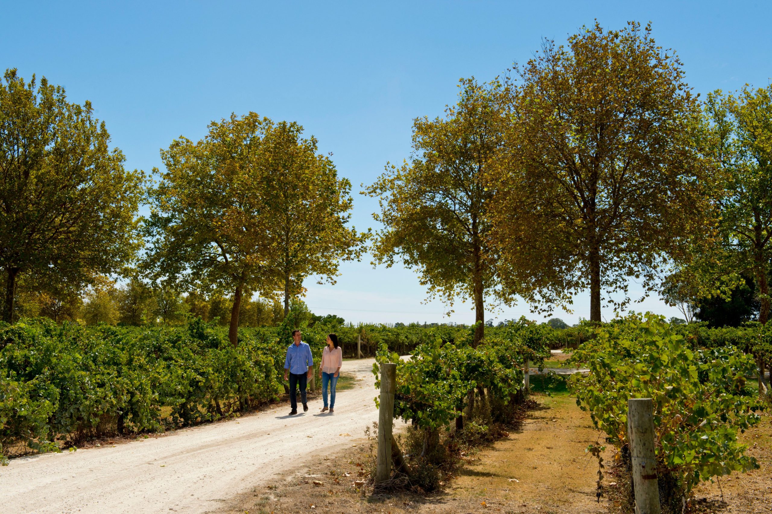 Wine wanderings in South Australian wine regions