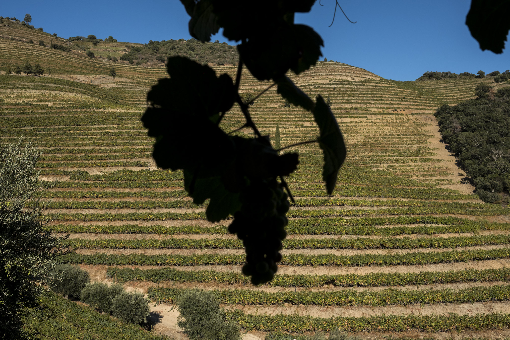 The Next Generation: emerging faces and families shaping the future of wine in Porto and Douro