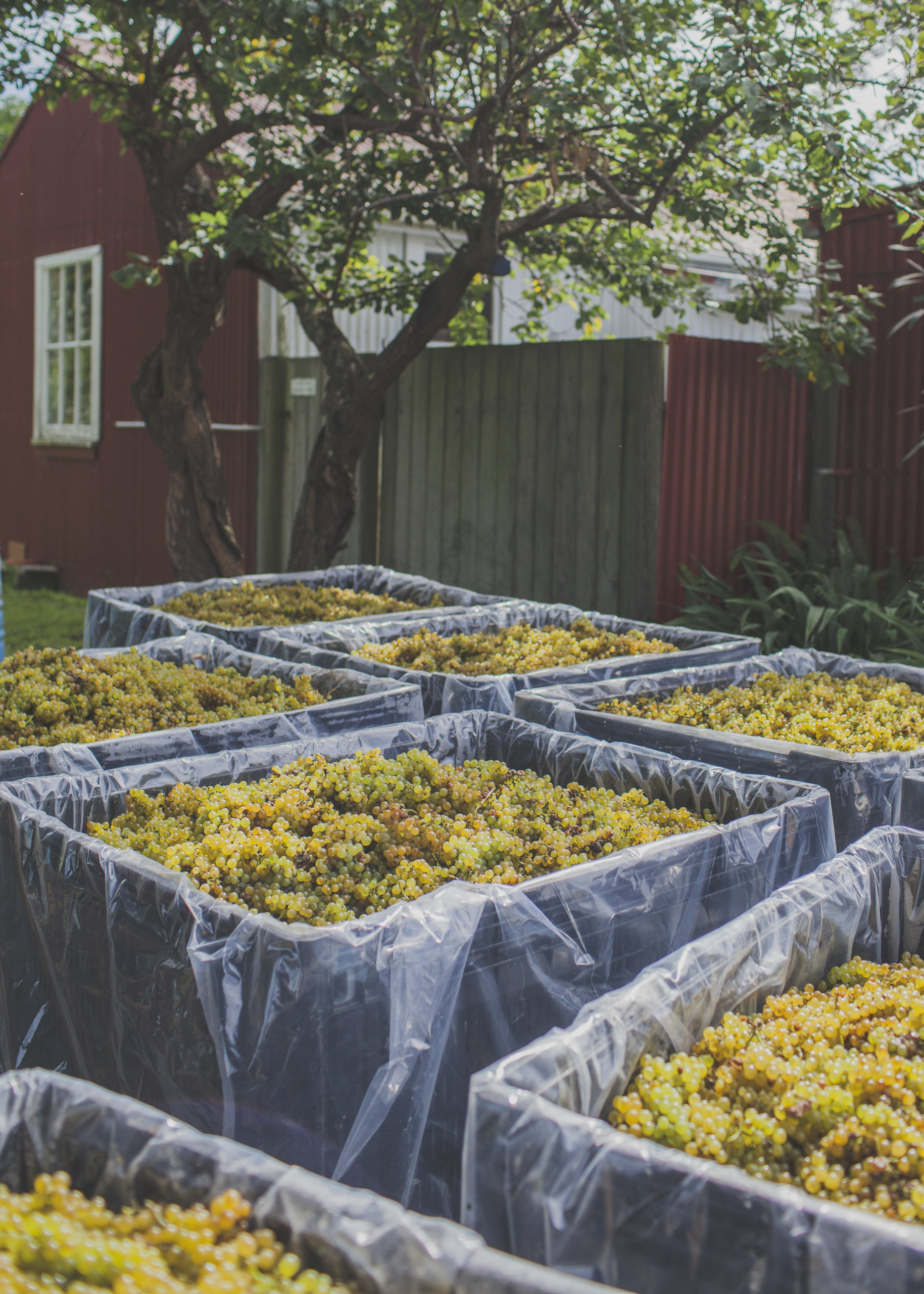 Harvest in Hawke’s Bay: Vintage Season at Its Best