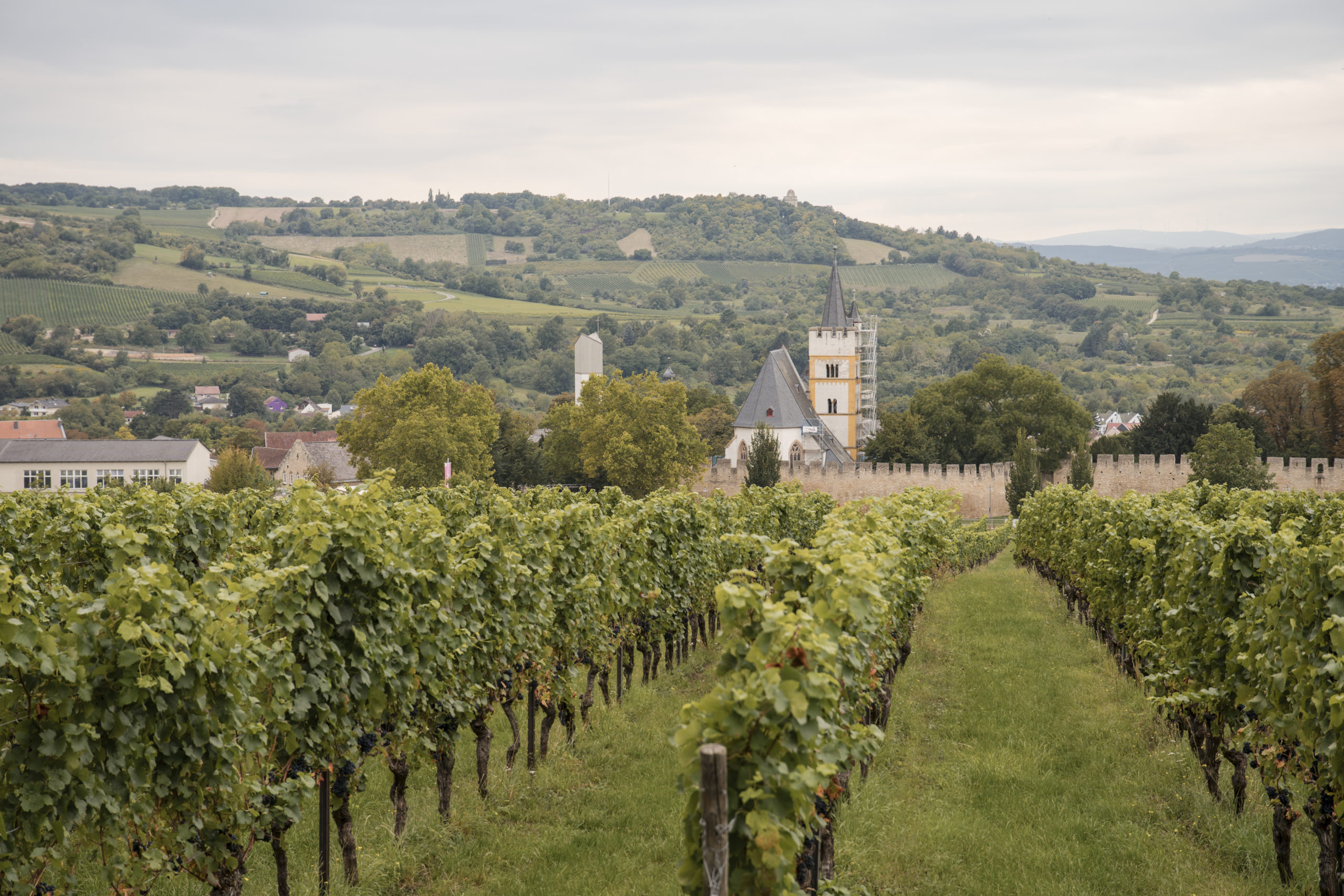 From Vineyard to City Square: How Urban Life Shapes Rural in Rheinhessen