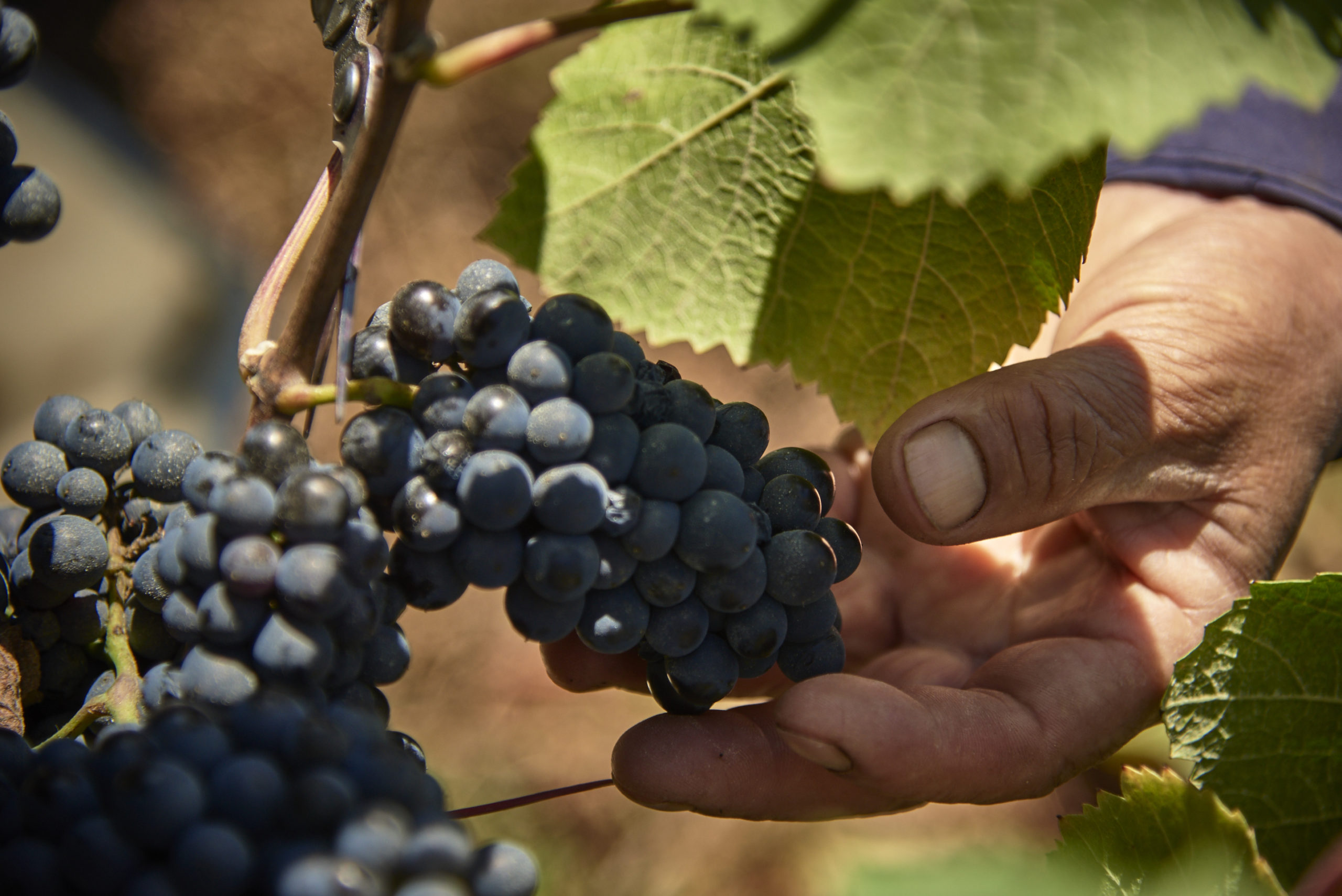 Building a Sustainable Future: Casablanca Valley’s Clean Production Agreement