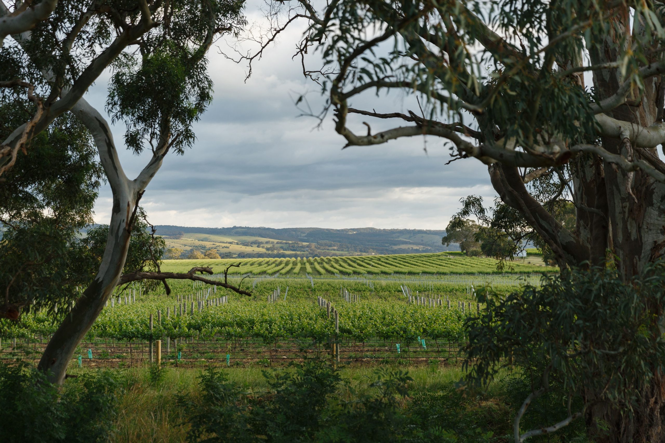South Australia leads in sustainability