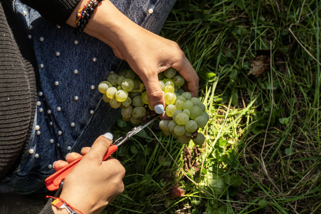 At the heart of the harvest, © Swiss Wine Promotion