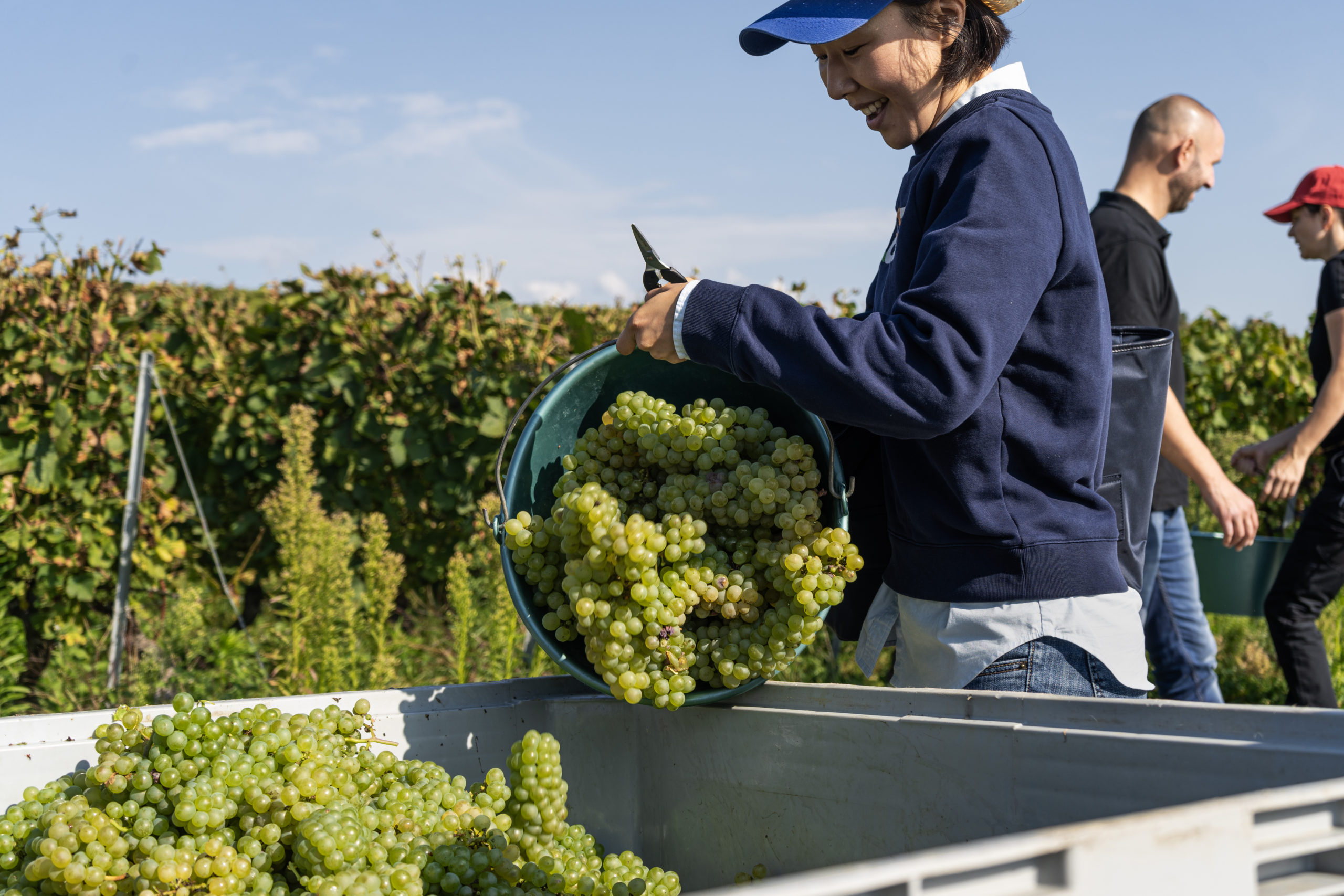 Experience the Swiss Grape Harvest: A Hands-On Journey Through the Vineyards