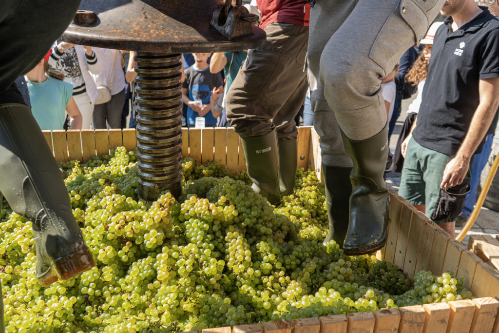 At the heart of the harvest, © Swiss Wine Promotion