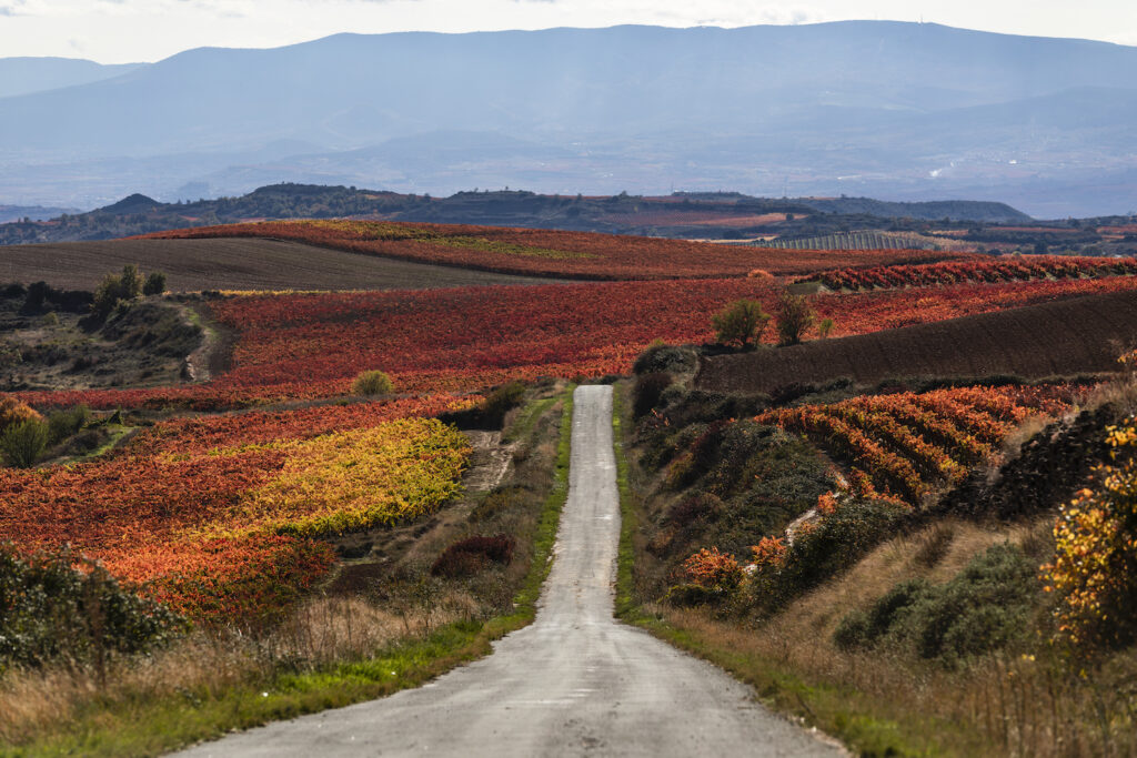Rioja Harvest Insights 2026