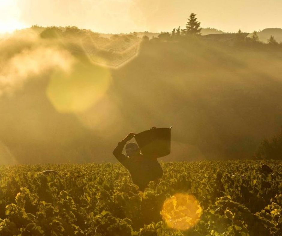 BilbaoRioja RiojaWine wine harvest