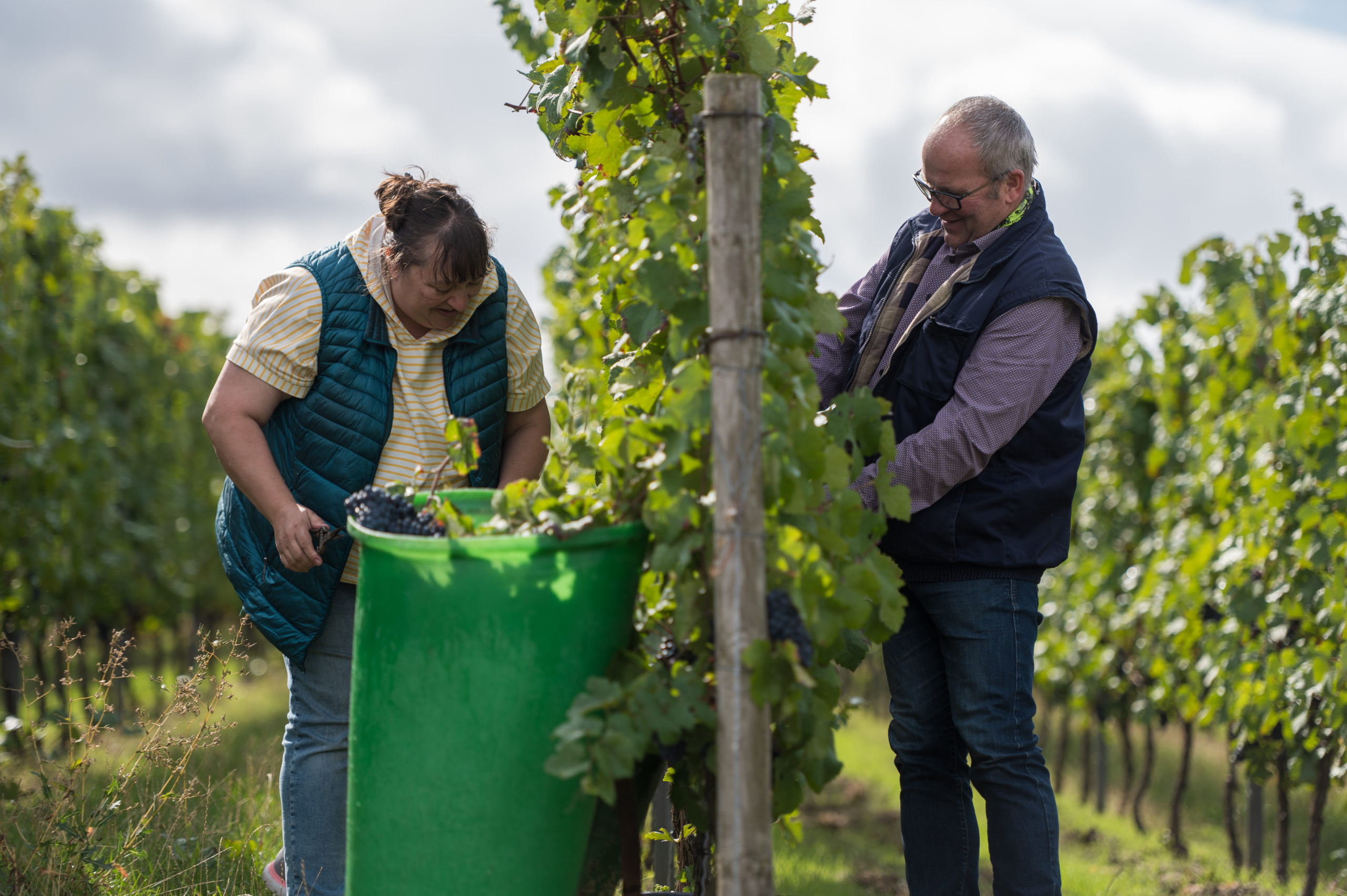 Grape Harvest in Rheinhessen: Get Involved Where the Wine Is Made