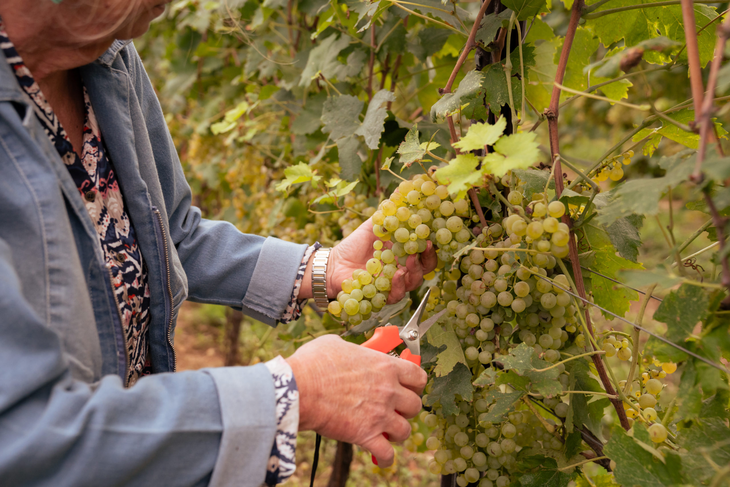 Adopt a Garganega