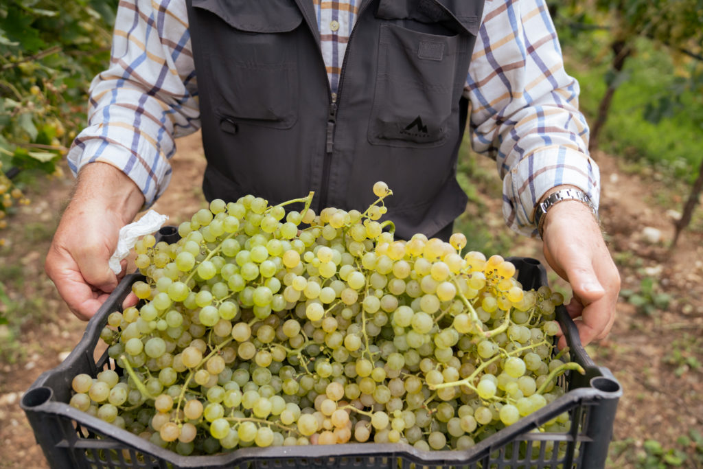 Adopt a Garganega
