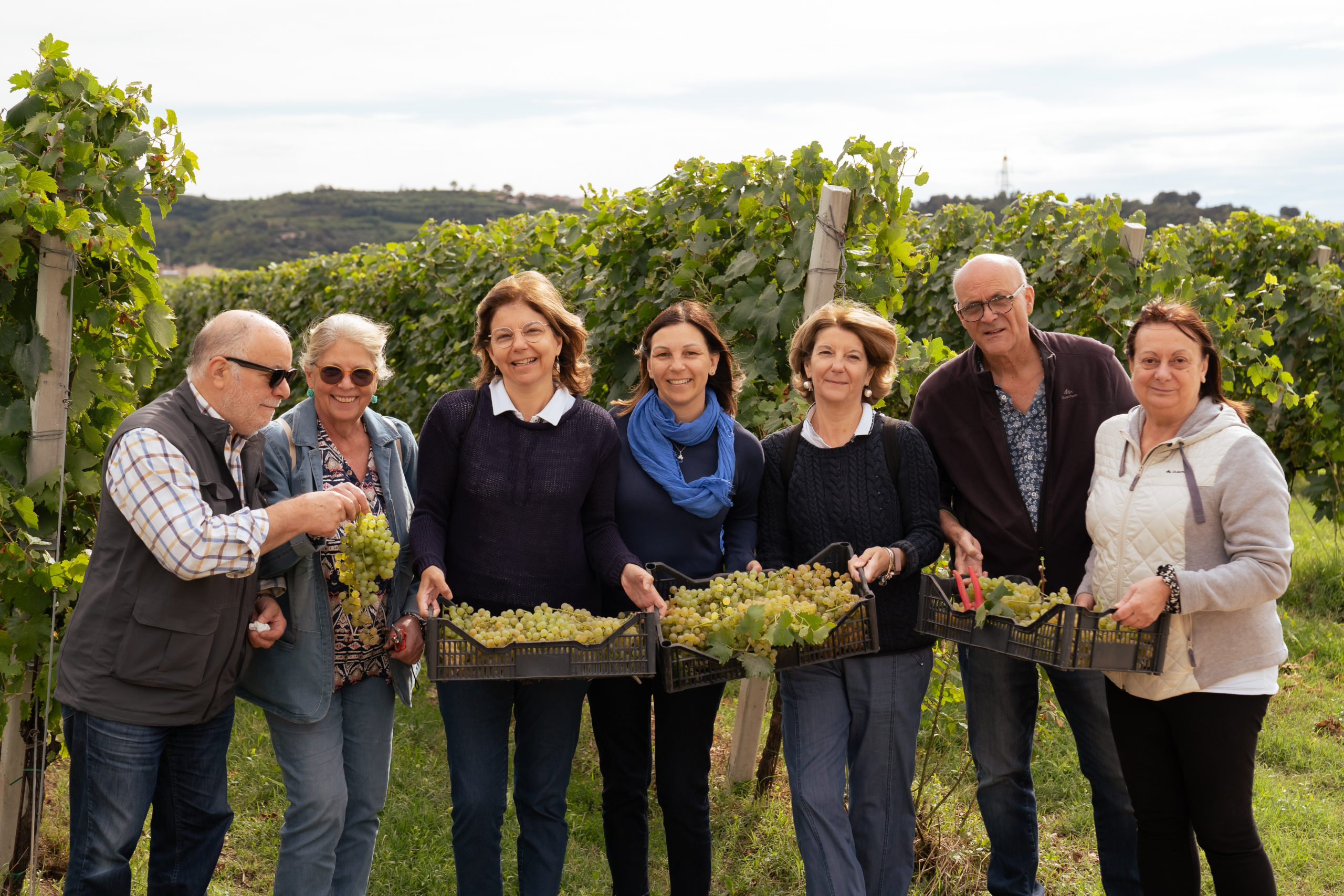 Adopt a Garganega Vine: experience the harvest along the Soave Wine Route