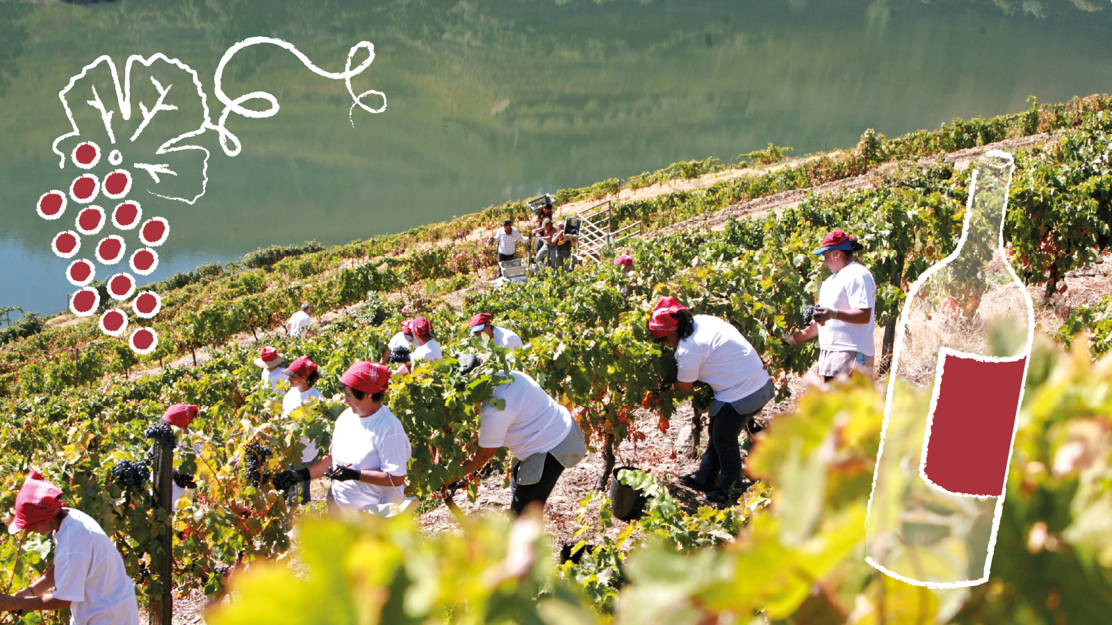 How to Experience Harvest Season in Porto and the Region