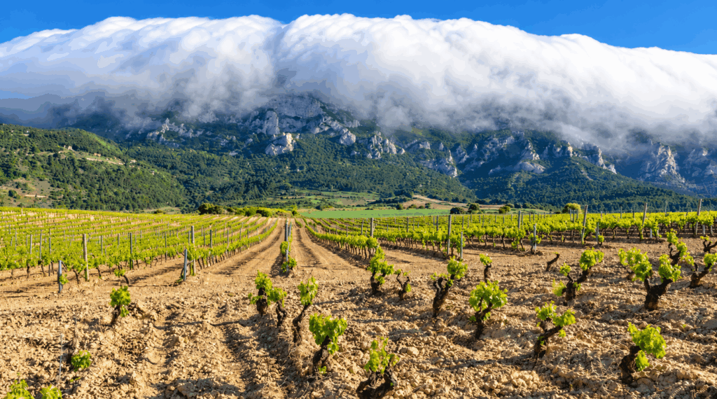 Vineyard in Rioja Alavesa with the Foehn effect in the background (Shutterstock)